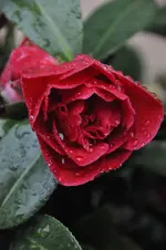 DSC_1652.webp