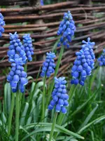 Frühling2.webp