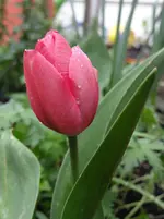 Frühling3.webp