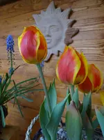 Frühling4.webp