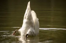 Schwan 2.webp