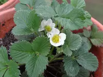 Erdbeeren.webp