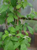 Himbeeren.webp