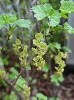Johannisbeeren.webp