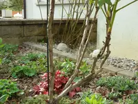 SAM_3446.webp