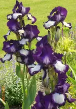 2009-05-22_Laga_Oranienburg_blaue_Lilien.webp