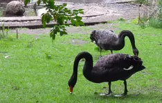 Schwäne (2).webp