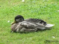 113.webp