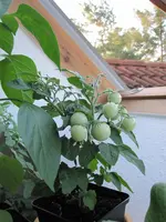 IMG_2159a.webp