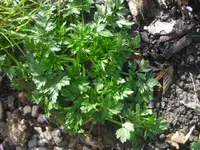 CIMG2777.webp