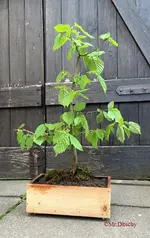 G_Bonsai_Haselnuss1-1___04.2014__mr.ditschy.webp