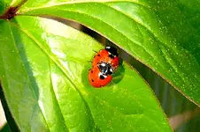 Marienkäfer.webp