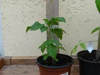 DSC01156.webp