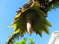 Copy of Bananenbluete Giant Gerd (7)v.webp