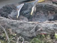 T_Amsel_Junge_1___04_2014_mr.ditschy.webp