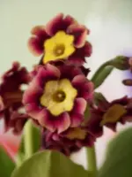 002.webp