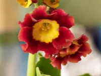 003.webp
