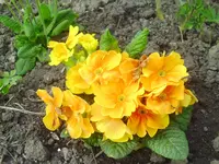 PICT0025.webp