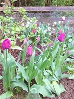 image.webp
