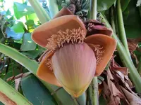 Copy of Bananenbluete Gerdv.webp