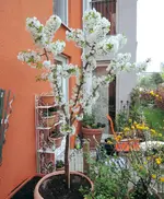 DSCN0484.3.webp