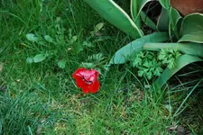 DSC_0012.2.webp