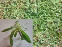 Gartenunkraut.webp