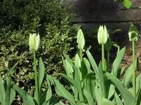SAM_3458.webp