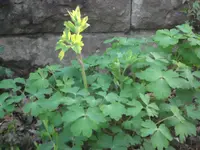 SAM_3455.webp