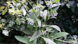 mertensie.webp