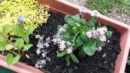 rosa vergissmeinnicht.webp