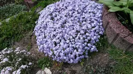 teppichphlox lila.webp