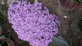 teppichphlox pink.webp