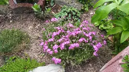 teppichphlox.webp