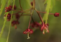 Ahorn Bluete 140410.webp