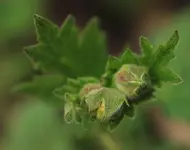 Geum 140410.webp