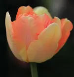Tulpe 140410.webp