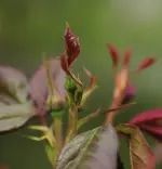 Westerland 140410.webp