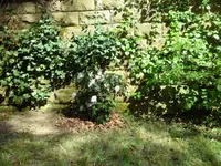 SAM_3466.webp
