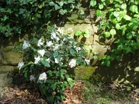 SAM_3468.webp