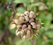 Copy of Abgebluehtes  (30)v.webp