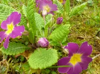 P1120026.webp