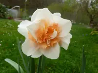 P1120048.webp