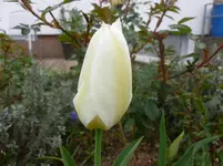 P1120046.webp
