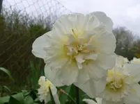P1120035.webp