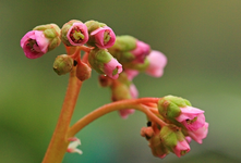 Knospen des Riesensteinbrech2_640.webp