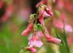 rosa Glöckchen mit Wassertropfen2_640.JPG