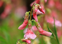 rosa Glöckchen mit Wassertropfen2_640.webp