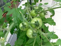 SAM_2051.webp