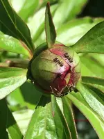 G_Blume_Pfingstrose_weiß2-2_Knospe_Ameisen__04.2014_mr.ditschy.webp